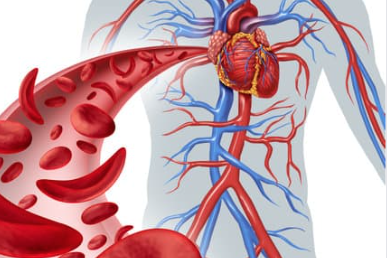 La circulation sanguine