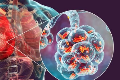 Le système respiratoire: 